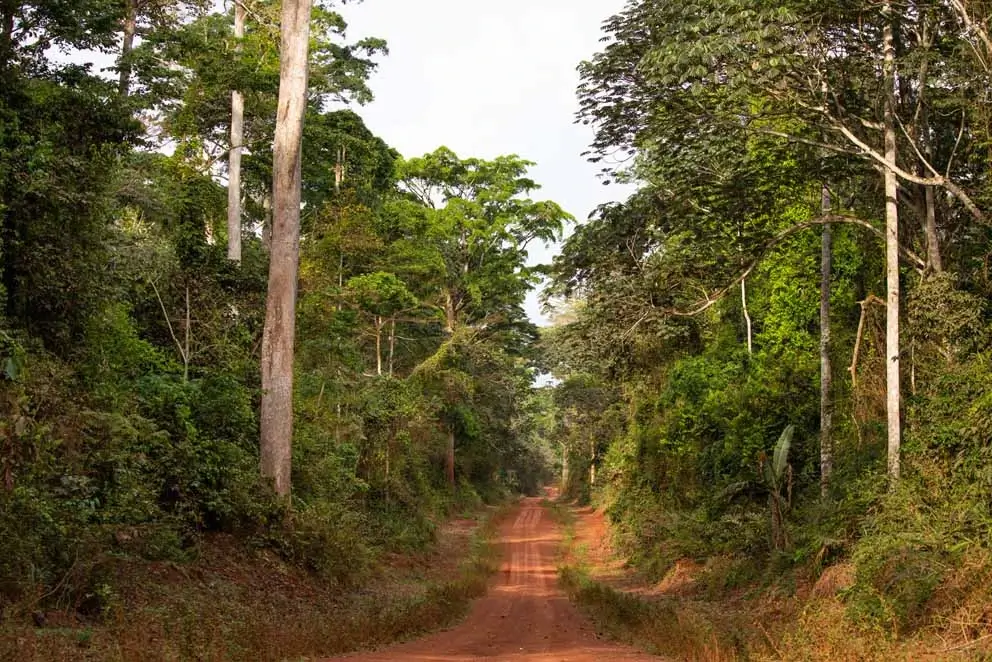 Sostenibilidad: los bosques de Alpi en Camerún logran la certificación FSC